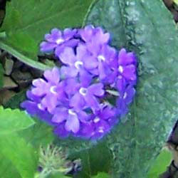 Verbena